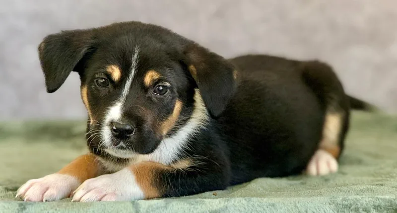 A baby large-sized male Great Pyrenees dog named Cache for adoption in Warren, MI