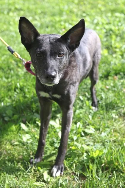An adult medium-sized female Mixed Breed dog named Maggie for adoption in West Chester, PA