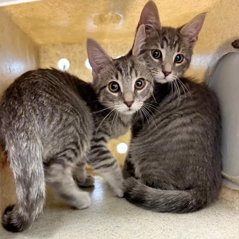 A baby small-sized male Gray / Blue / Silver Domestic Short Hair cat named Stef for adoption in Philadelphia, PA