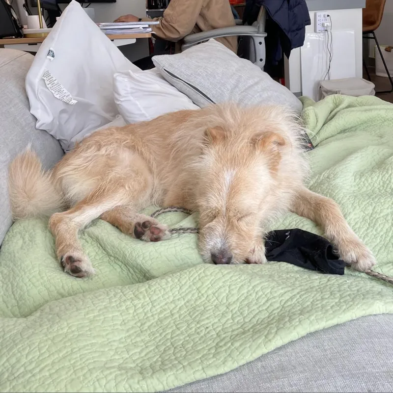 An adult medium-sized male Yellow / Tan / Blond / Fawn Tibetan Terrier dog named Scruffles for adoption in Austin, TX