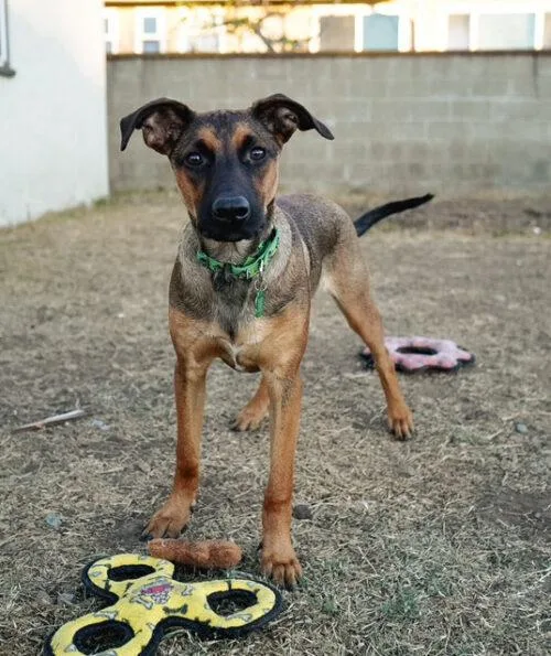 Holes Pup: Squid thumbnail 2