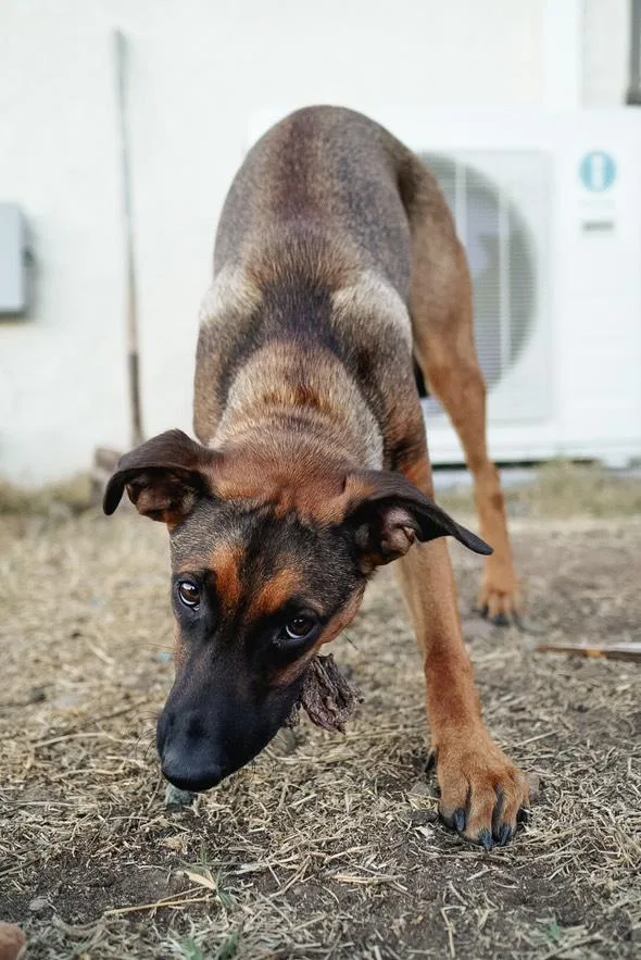 Holes Pup: Squid thumbnail 3