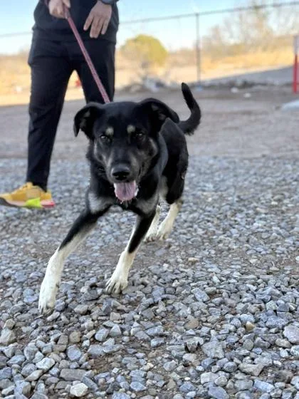 Beast Boy thumbnail 3