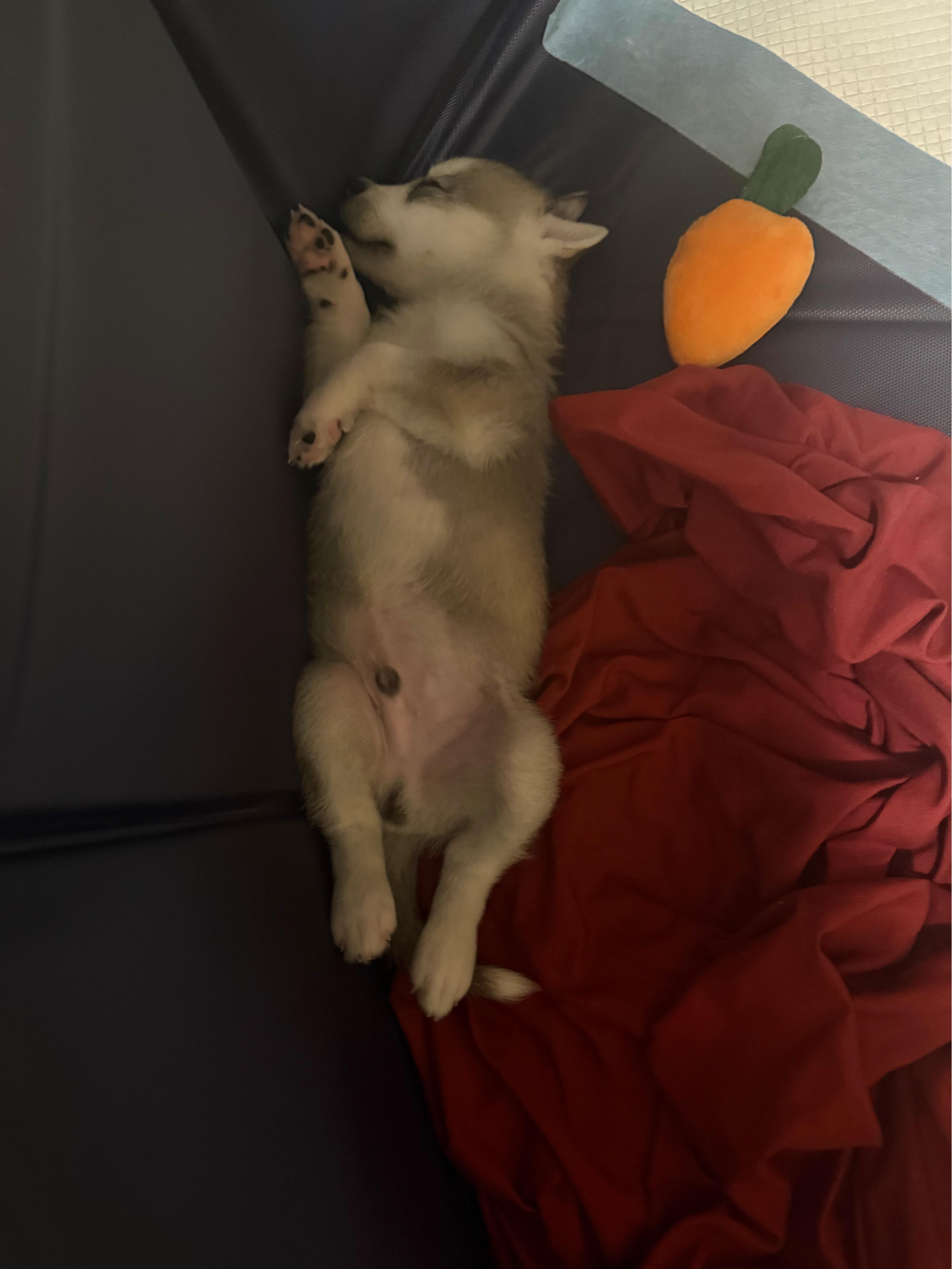 Rudy thumbnail 3
