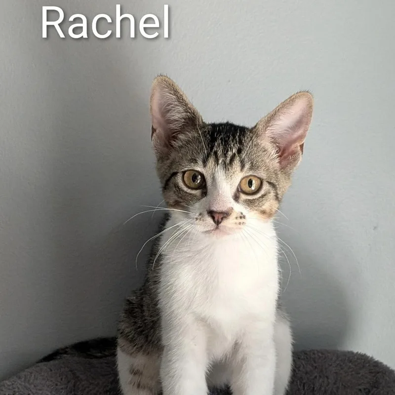 A baby medium-sized female Tabby (Tiger Striped) Domestic Short Hair cat named Rachel for adoption in Maple Shade, NJ