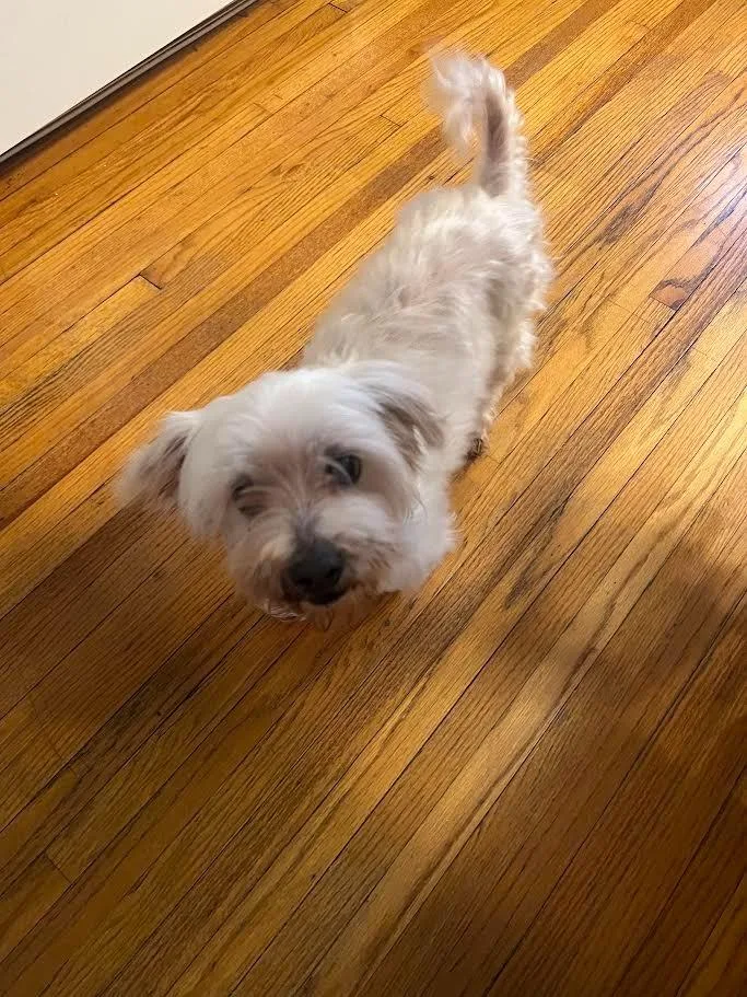 A senior small-sized male Maltese dog named Lucky for adoption in Glenfield, NY