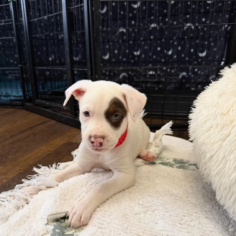 A baby medium-sized male White / Cream Mixed Breed dog named Target for adoption in Joliet, IL