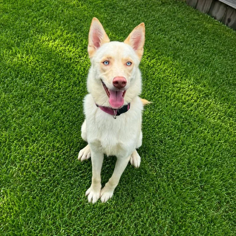 A young medium-sized male Apricot / Beige Husky dog named Superman for adoption in Lancaster, KY