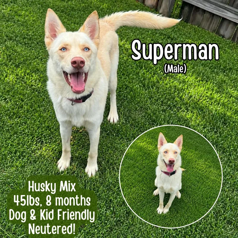 Superman thumbnail 4