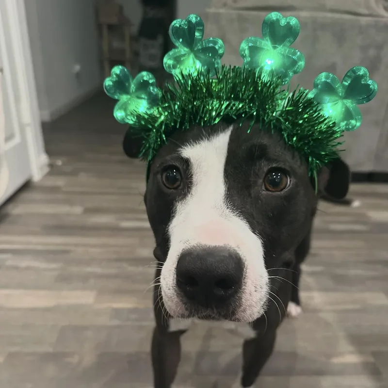 A young large-sized female Black American Staffordshire Terrier dog named Maggie for adoption in Haslet, TX