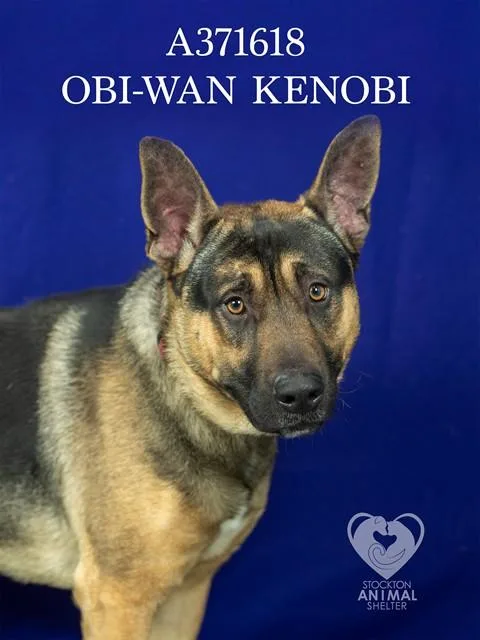 A young medium-sized male German Shepherd Dog dog named Obi Wankenobi for adoption in Stockton, CA