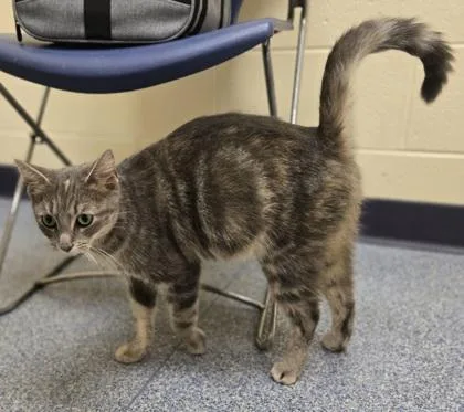 An adult medium-sized female Domestic Short Hair cat named Beefy for adoption in Westland, MI