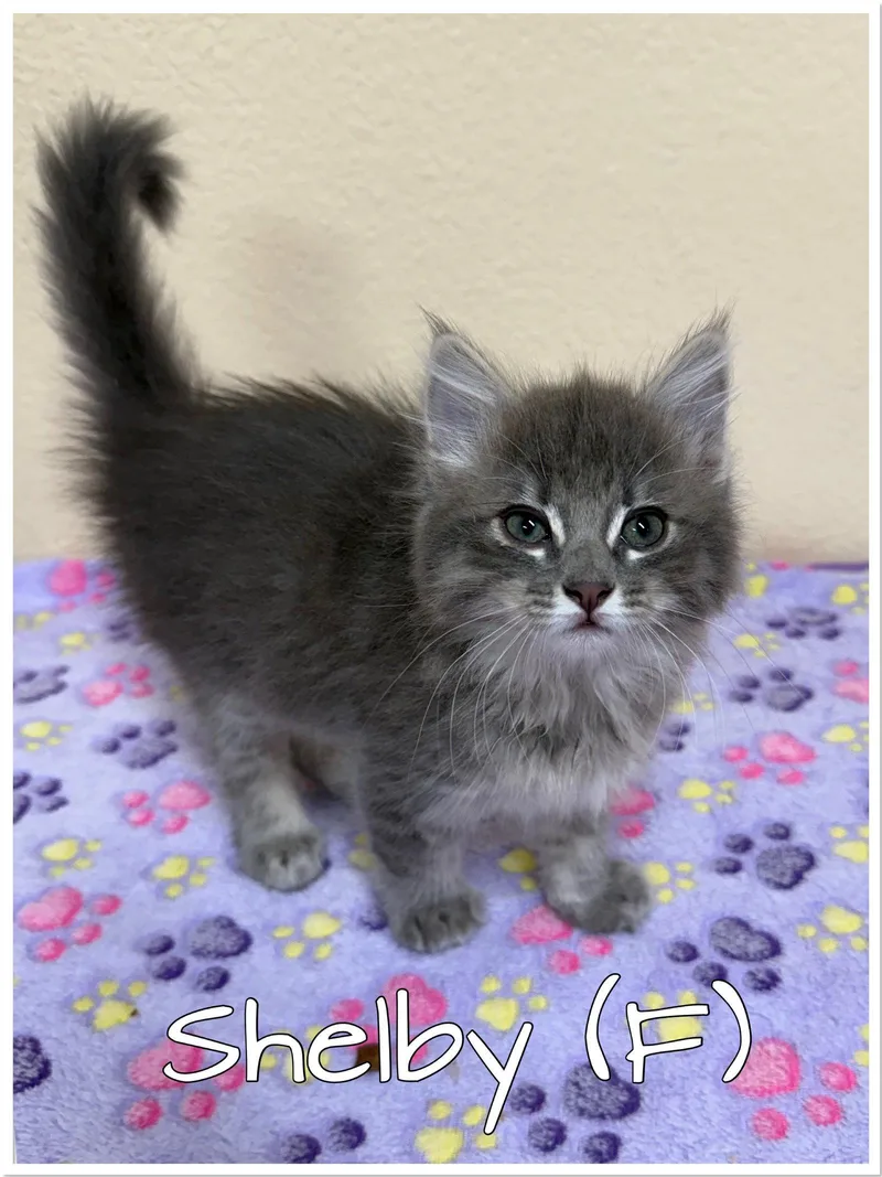 A baby medium-sized female Tabby cat named Shelby for adoption in Orange, CA