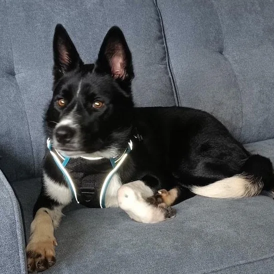 An adult medium-sized female Border Collie dog named Ms. Tooney for adoption in Denver, CO