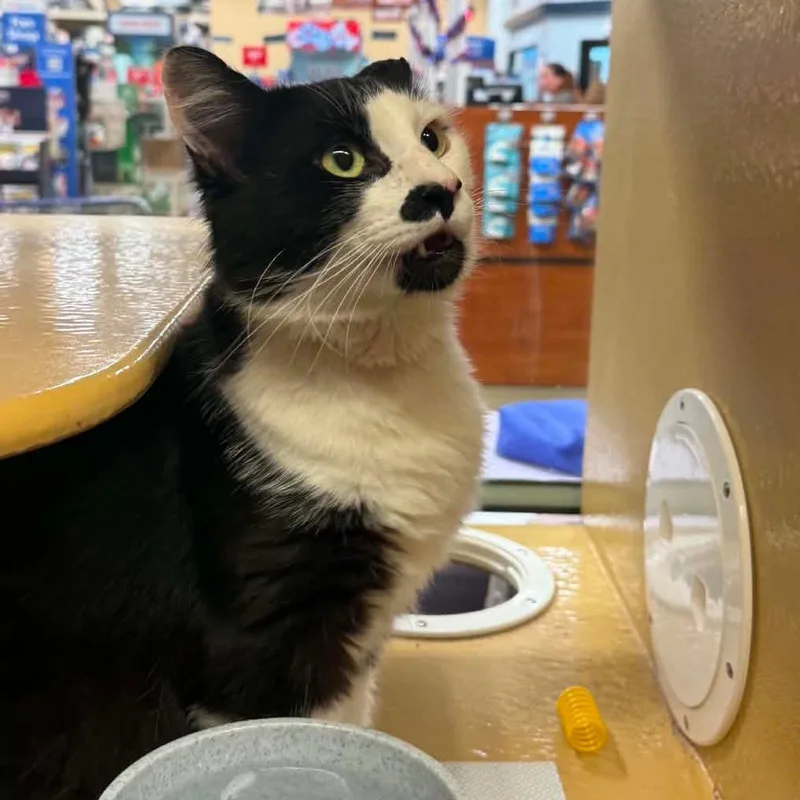 An adult small-sized male Black Domestic Medium Hair cat named Ace for adoption in Frederick, MD