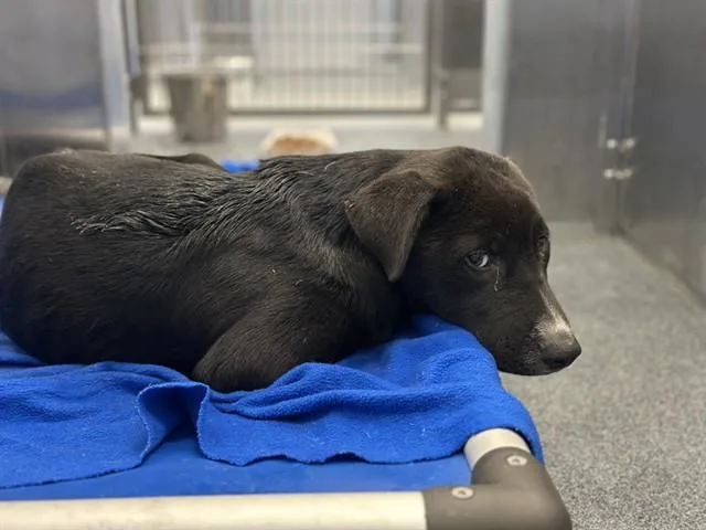 A young medium-sized male Mixed Breed dog named Peppe for adoption in Dallas, TX