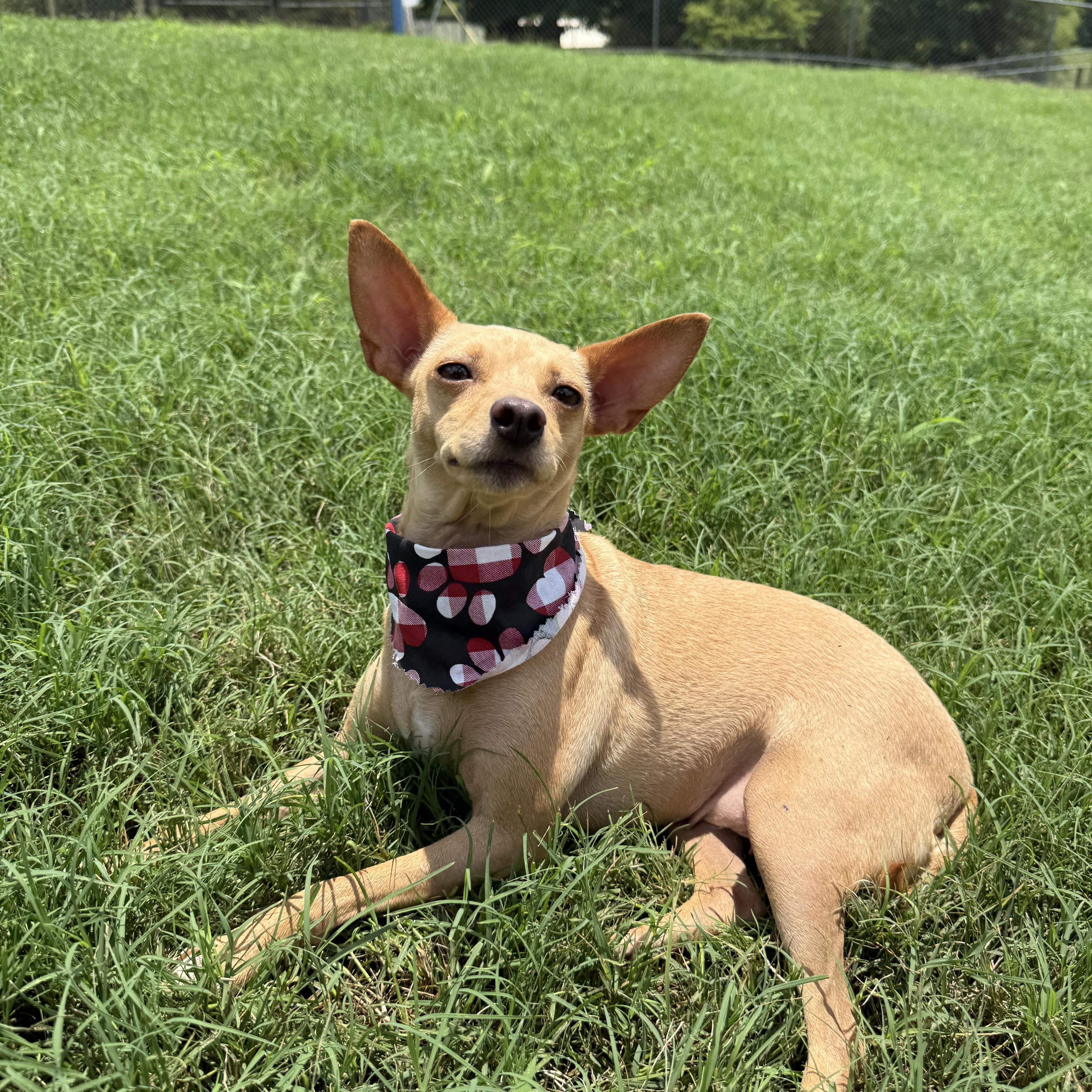 A young small-sized female Yellow / Tan / Blond / Fawn Chihuahua dog named Dora for adoption in Seale, AL