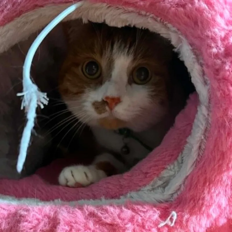 An adult small-sized female Orange / Red Domestic Short Hair cat named Sugar for adoption in Stephenville, TX
