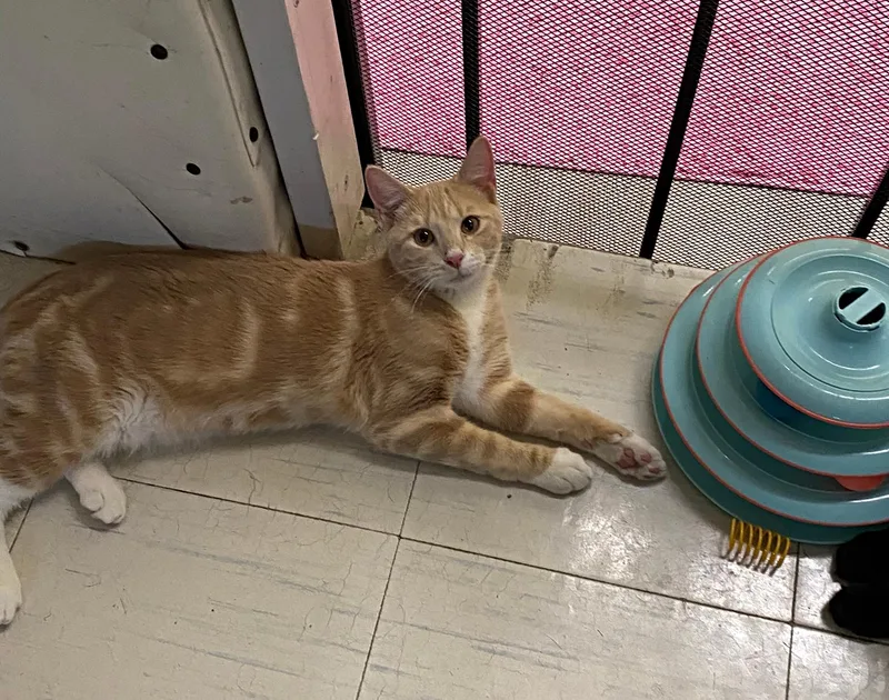 A baby medium-sized male Tabby (Orange / Red) Domestic Short Hair cat named Alfred for adoption in New Richmond, WI