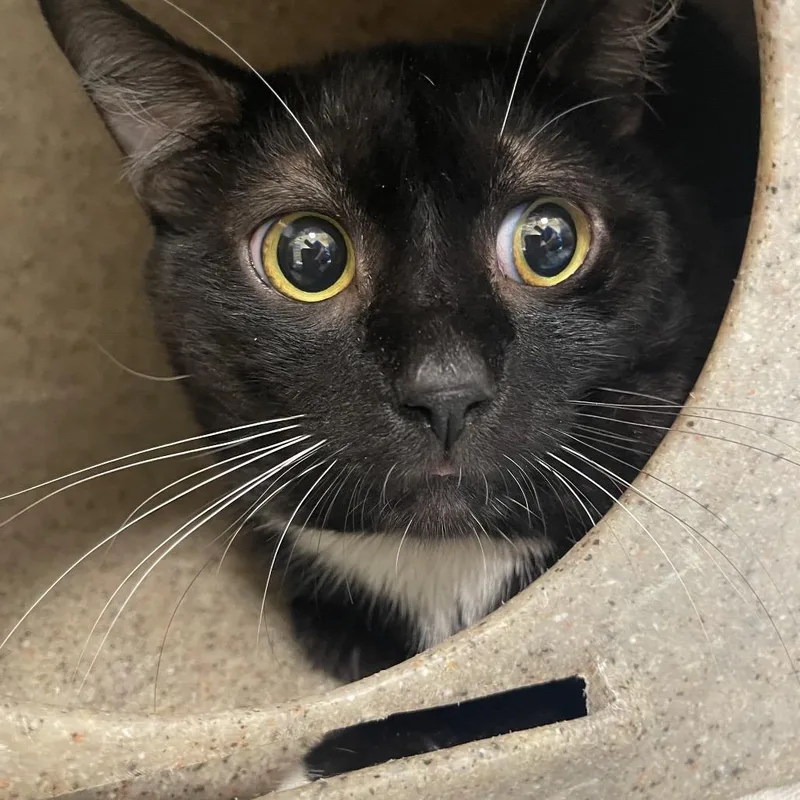 A young medium-sized male Black Domestic Short Hair cat named Kissers for adoption in Perkiomenville, PA