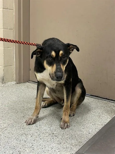 A young large-sized male Rottweiler dog named A for adoption in Conroe, TX