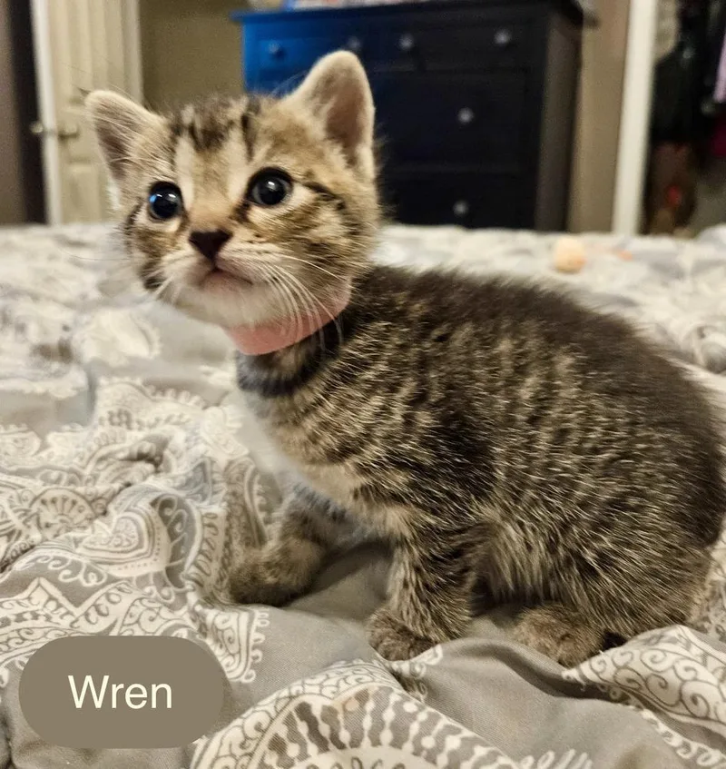 Wren thumbnail 2
