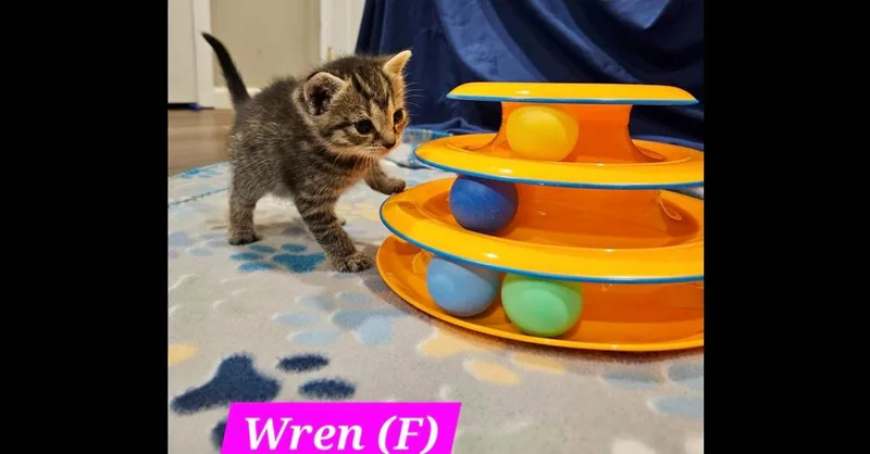 Wren thumbnail 3