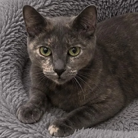 An adult small-sized female Domestic Short Hair cat named Tali for adoption in Grand Bay, AL