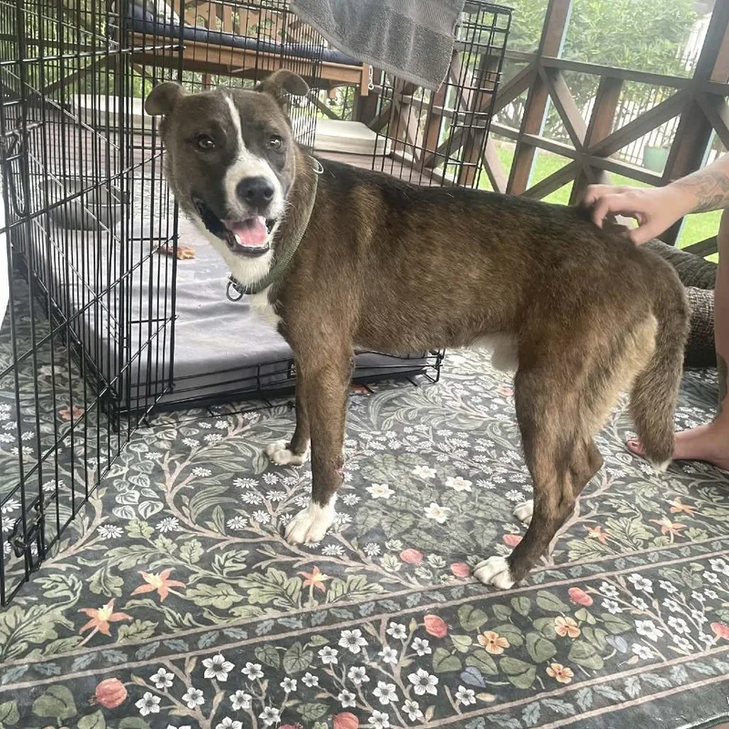 A young medium-sized male Brown / Chocolate Shepherd dog named Baloo for adoption in Memphis, TN