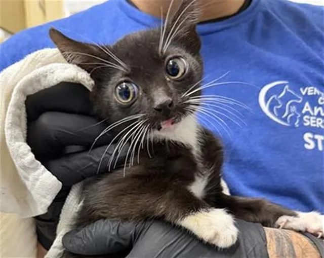 A baby small-sized male Domestic Short Hair cat named Larry for adoption in Camarillo, CA