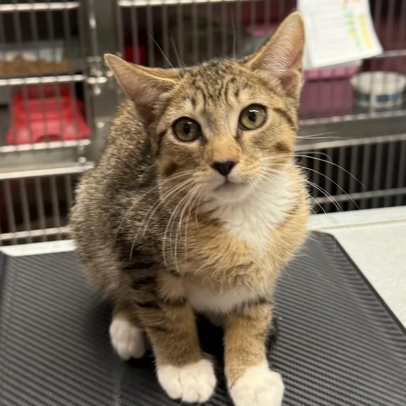 A baby small-sized female Brown / Chocolate Domestic Short Hair cat named Burlap for adoption in Spokane, WA