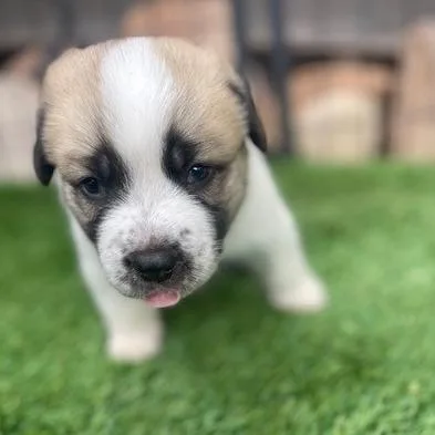 A baby medium-sized female White / Cream Mixed Breed dog named Daisy Duke for adoption in Moab, UT