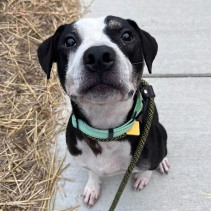 A young medium-sized male Black Labrador Retriever dog named Hamilton for adoption in Columbia Station, OH