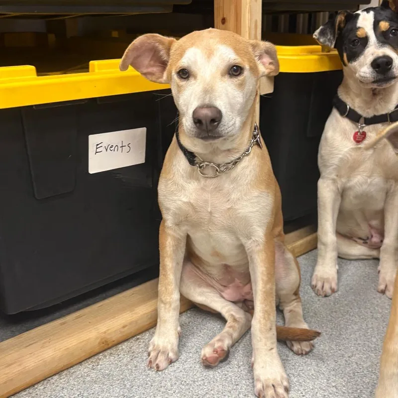 A baby medium-sized female Brown / Chocolate Mixed Breed dog named Ube for adoption in Wheeling, IL