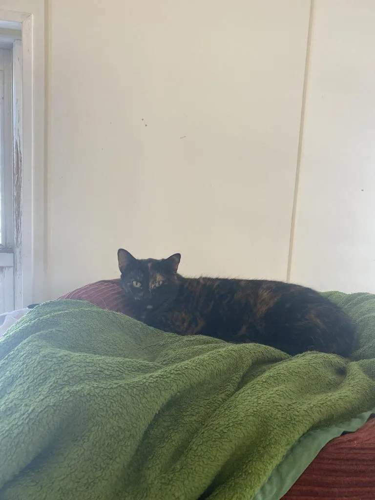 A senior large-sized female Domestic Short Hair cat named Annie for adoption in Bourbonnais, IL