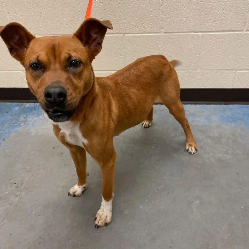An adult medium-sized female Red / Chestnut / Orange Mixed Breed dog named Zita for adoption in Memphis, TN