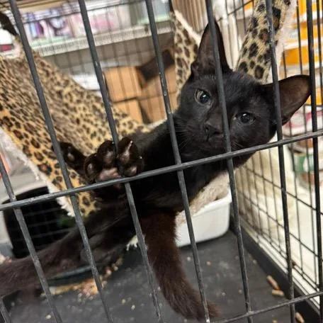 A baby small-sized male Black Domestic Short Hair cat named Gumby for adoption in Abingdon, MD