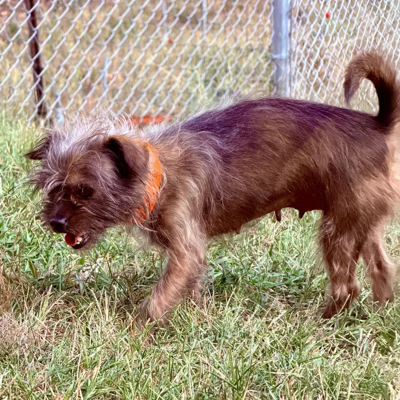 An adult small-sized female Brown / Chocolate Shih Tzu dog named Fable Missouri for adoption in Peyton, CO