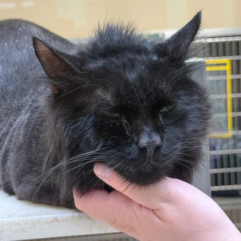 An adult large-sized male Black Domestic Medium Hair cat named "Tiberius" for adoption in Perkiomenville, PA