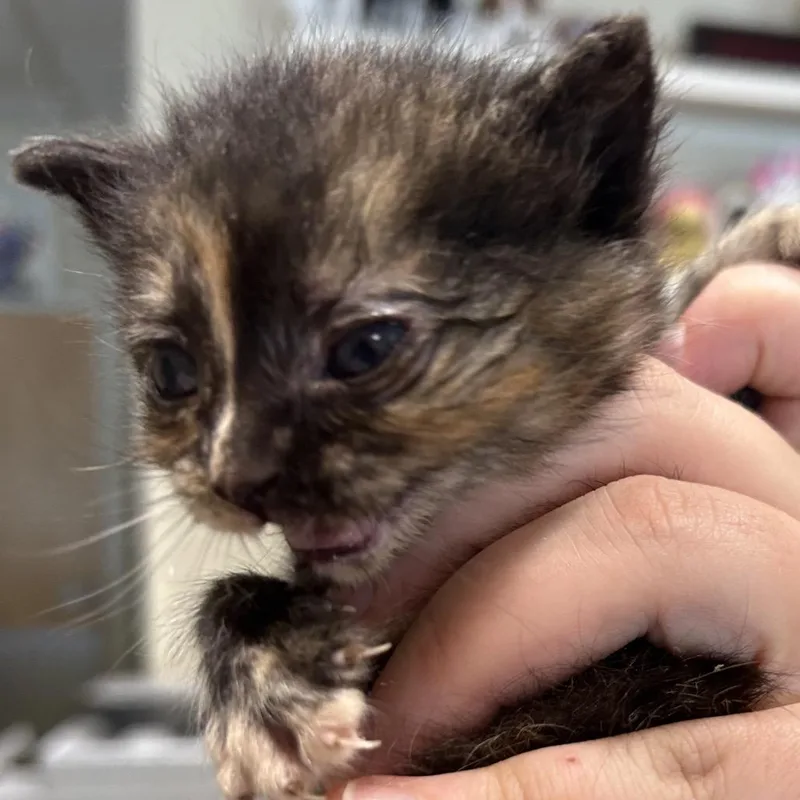 A baby small-sized female Tortoiseshell Domestic Short Hair cat named Blueberry Muffin for adoption in Chattanooga, TN