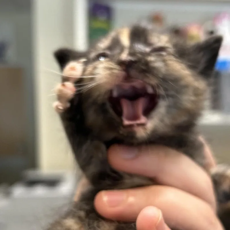 Blueberry Muffin thumbnail 2