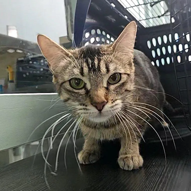 A young medium-sized female Brown / Chocolate Domestic Short Hair cat named Betty for adoption in Lakewood, CO