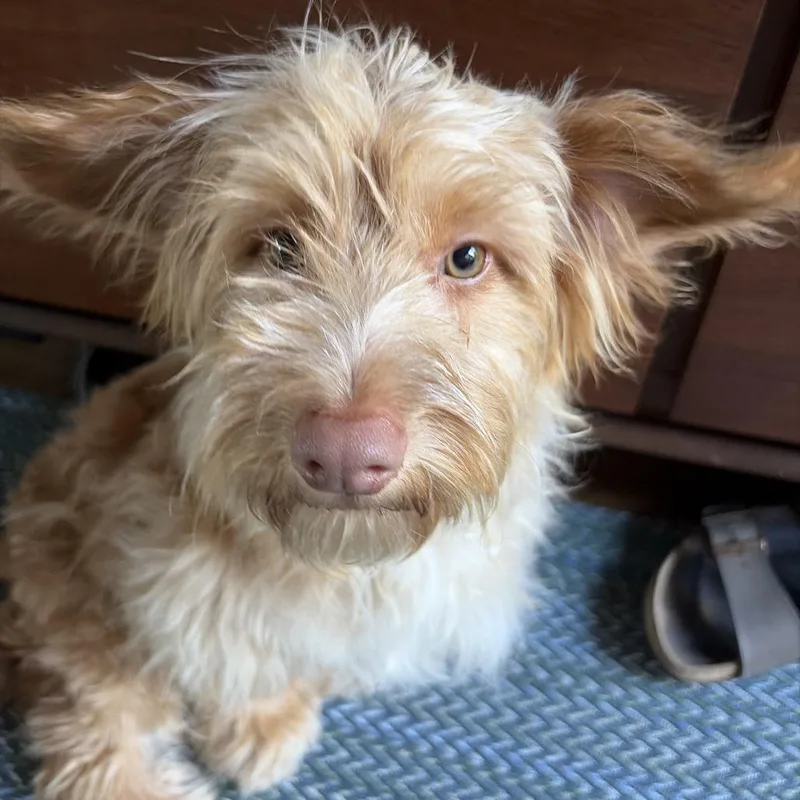 A young small-sized male Red / Chestnut / Orange Terrier dog named Coby for adoption in Pacifica, CA
