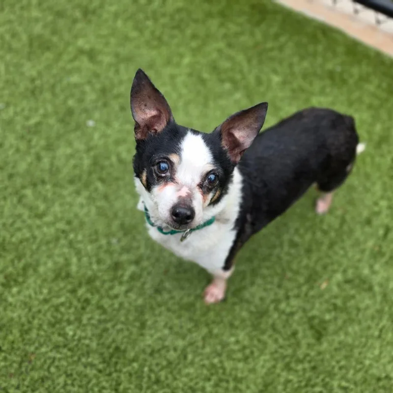 A senior small-sized female Black Jack Russell Terrier dog named Abby for adoption in Greensboro, NC