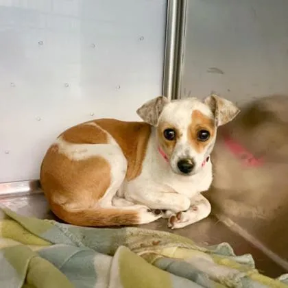 An adult small-sized female Mixed Breed dog named Julie for adoption in West Chester, PA