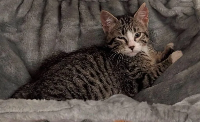 A baby medium-sized male Domestic Short Hair cat named Marshall for adoption in El Dorado, AR