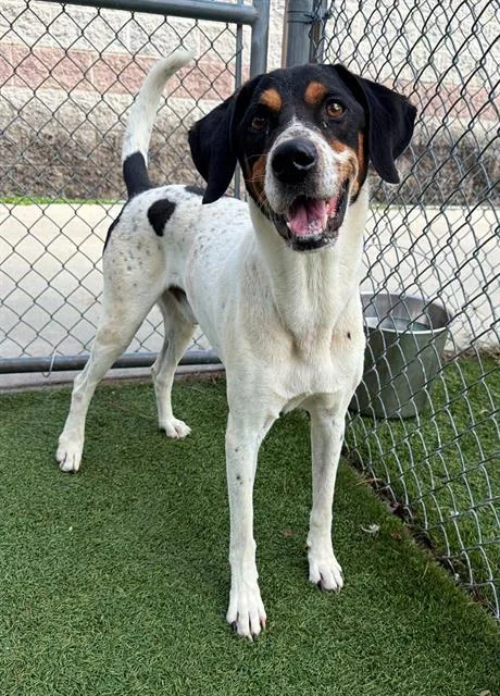 An adult large-sized male Mixed Breed dog named Kingsley for adoption in Columbia, SC