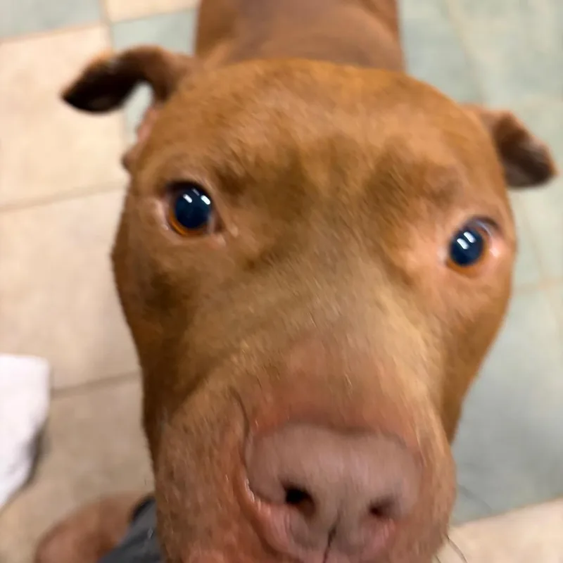 An adult medium-sized male Brown / Chocolate Mixed Breed dog named Bibble for adoption in Chattanooga, TN