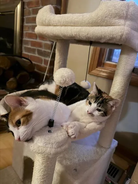 Poppy & Orchid  thumbnail 2