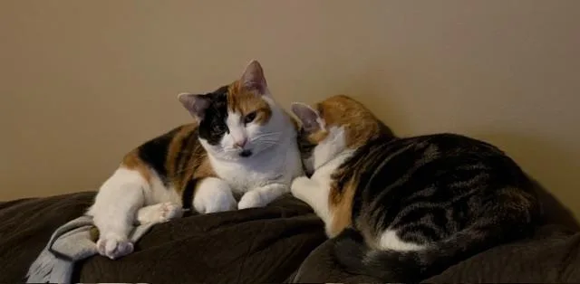 Poppy & Orchid  thumbnail 3